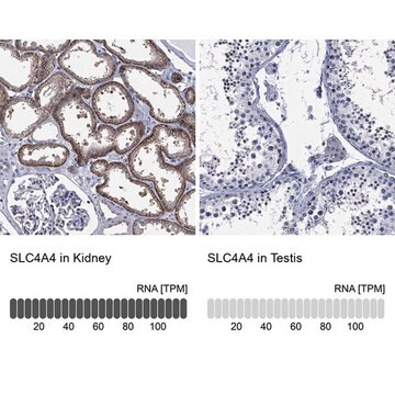 Anti-SLC4A4 antibody produced in rabbit Prestige Antibodies&#174; Powered by Atlas Antibodies, affinity isolated antibody, buffered aqueous glycerol solution