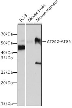 Anti-ATG12 Antibody, clone 9R8W2, Rabbit Monoclonal