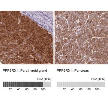 Anti-PPP6R3 antibody produced in rabbit Prestige Antibodies&#174; Powered by Atlas Antibodies, affinity isolated antibody, buffered aqueous glycerol solution