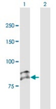 Anti-SEMA3G antibody produced in mouse purified immunoglobulin, buffered aqueous solution