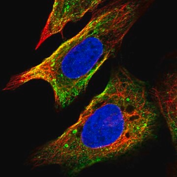 Anti-FRAT1 antibody produced in rabbit Prestige Antibodies&#174; Powered by Atlas Antibodies, affinity isolated antibody