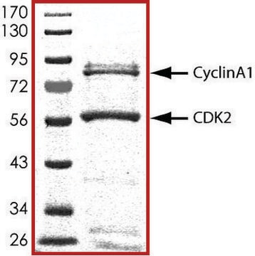 CDK2/CyclinA1, active, GST tagged human PRECISIO&#174; Kinase, recombinant, expressed in baculovirus infected Sf9 cells, &#8805;70% (SDS-PAGE), buffered aqueous glycerol solution