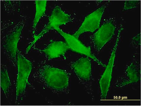 Monoclonal Anti-COMMD3 antibody produced in mouse clone 2E2, purified immunoglobulin, buffered aqueous solution