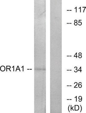 Anti-OR1A1 antibody produced in rabbit affinity isolated antibody