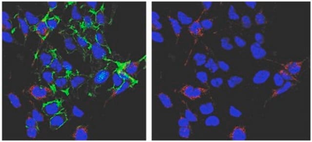 Anti-phospho-PDHE1-A type I (Ser293) Antibody from rabbit, purified by affinity chromatography