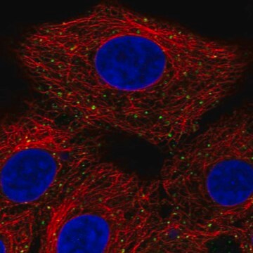 Anti-ANKFY1 antibody produced in rabbit Prestige Antibodies&#174; Powered by Atlas Antibodies, affinity isolated antibody