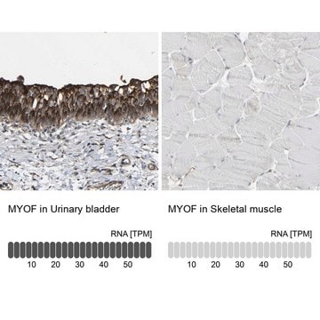 抗-MYOF 兔抗 Prestige Antibodies&#174; Powered by Atlas Antibodies, affinity isolated antibody, buffered aqueous glycerol solution