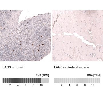 Monoclonal Anti-Lag3 Antibody Produced In Mouse Prestige Antibodies&#174; Powered by Atlas Antibodies, clone CL14765, affinity isolated antibody, buffered aqueous glycerol solution