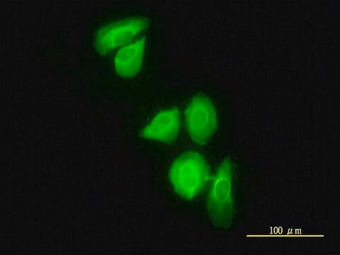 Monoclonal Anti-DNAJC3 antibody produced in mouse clone 4D3-F2, purified immunoglobulin, buffered aqueous solution