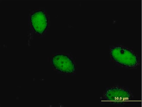 Monoclonal Anti-ZNF274 antibody produced in mouse clone 1D8, purified immunoglobulin, buffered aqueous solution