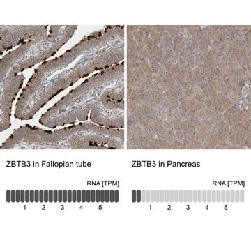 Anti-ZBTB3 antibody produced in rabbit Prestige Antibodies&#174; Powered by Atlas Antibodies, affinity isolated antibody, buffered aqueous glycerol solution