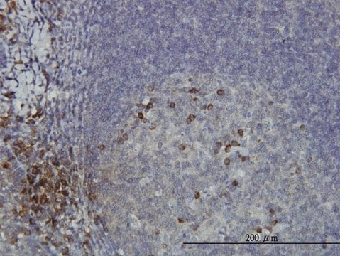 Monoclonal Anti-DCAKD antibody produced in mouse clone 3E4, purified immunoglobulin, buffered aqueous solution