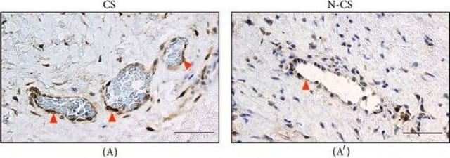 Anti-PTGES antibody produced in rabbit Prestige Antibodies&#174; Powered by Atlas Antibodies, affinity isolated antibody, buffered aqueous glycerol solution