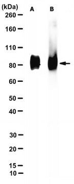 Anti-CD44 Antibody, clone HERMES-3