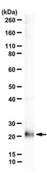 Anti-IL-1&#945; Antibody, clone ALF-161