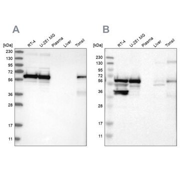 Anti-LUC7L3 antibody produced in rabbit Prestige Antibodies&#174; Powered by Atlas Antibodies, affinity isolated antibody, buffered aqueous glycerol solution, Ab3