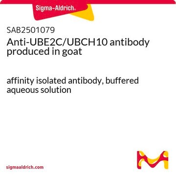 Anti-UBE2C/UBCH10 antibody produced in goat affinity isolated antibody, buffered aqueous solution