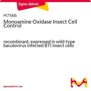 Monoamine Oxidase Insect Cell Control recombinant, expressed in wild-type baculovirus infected BTI insect cells