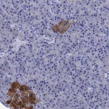 Anti-FOXR2 antibody produced in rabbit Prestige Antibodies&#174; Powered by Atlas Antibodies, affinity isolated antibody, buffered aqueous glycerol solution