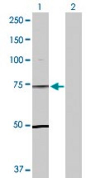 Anti-TLE1 antibody produced in rabbit purified immunoglobulin, buffered aqueous solution