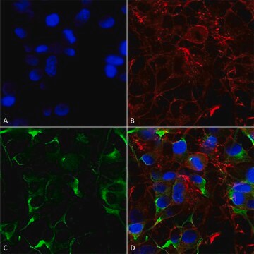 Monoclonal Anti-Gaba-B Receptor 1 antibody produced in mouse clone S93A-49, purified immunoglobulin