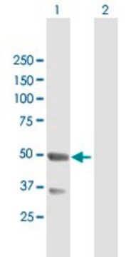 Anti-TNFRSF19 antibody produced in mouse purified immunoglobulin, buffered aqueous solution