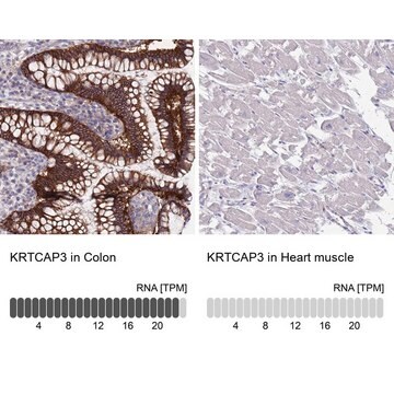 Anti-KRTCAP3 antibody produced in rabbit Prestige Antibodies&#174; Powered by Atlas Antibodies, affinity isolated antibody, buffered aqueous glycerol solution