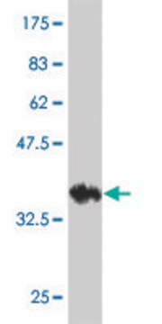 Monoclonal Anti-KCNK10 antibody produced in mouse clone 1C1, purified immunoglobulin, buffered aqueous solution