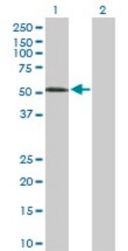 Anti-PVRL1 antibody produced in rabbit purified immunoglobulin, buffered aqueous solution