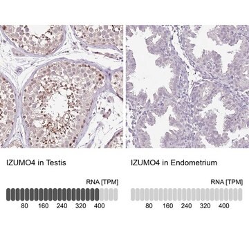 Anti-IZUMO4 antibody produced in rabbit Prestige Antibodies&#174; Powered by Atlas Antibodies, affinity isolated antibody, buffered aqueous glycerol solution