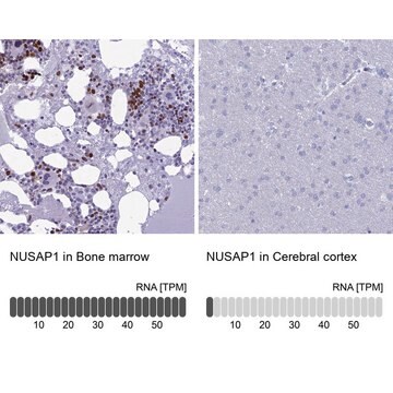 Anti-NUSAP1 antibody produced in rabbit Prestige Antibodies&#174; Powered by Atlas Antibodies, affinity isolated antibody, buffered aqueous glycerol solution