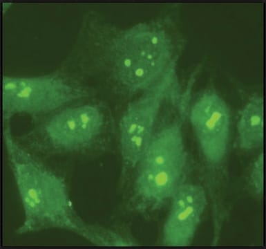 Anti-Nucleolin antibody produced in rabbit affinity isolated antibody, buffered aqueous solution