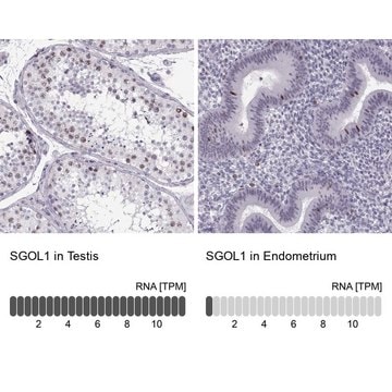 Anti-SGO1 antibody produced in rabbit Prestige Antibodies&#174; Powered by Atlas Antibodies, affinity isolated antibody