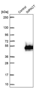 Anti-IMPACT antibody produced in rabbit Prestige Antibodies&#174; Powered by Atlas Antibodies, affinity isolated antibody, buffered aqueous glycerol solution