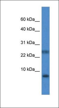 Anti-PRAC antibody produced in rabbit affinity isolated antibody