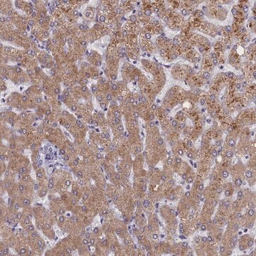 Anti-ELOA2 antibody produced in rabbit Prestige Antibodies&#174; Powered by Atlas Antibodies, affinity isolated antibody, buffered aqueous glycerol solution