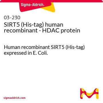 SIRT5 (His-tag) human recombinant - HDAC protein Human recombinant SIRT5 (His-tag) expressed in E. Coli.