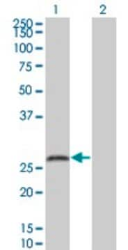 Monoclonal Anti-SNAP25 antibody produced in mouse clone 4A3, purified immunoglobulin, buffered aqueous solution