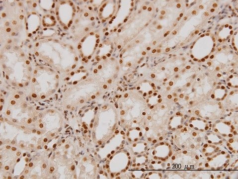 Monoclonal Anti-PTBP1 antibody produced in mouse clone 3H8, purified immunoglobulin, buffered aqueous solution