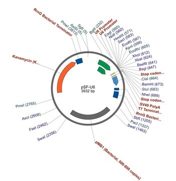 PSF-U6 - SIRNA/RNAI EXPRESSION PLASMID plasmid vector for molecular cloning