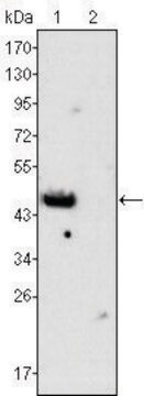 Monoclonal Anti-GATA4 antibody produced in mouse clone 6H10, ascites fluid