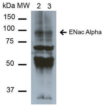 Monoclonal Anti-ENaC alpha-Atto 594 antibody produced in mouse clone 2G4