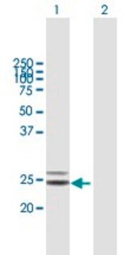 Anti-COQ4 antibody produced in mouse purified immunoglobulin, buffered aqueous solution