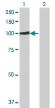 Anti-GTF3C3 antibody produced in rabbit purified immunoglobulin, buffered aqueous solution