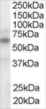 Anti-LXR &#945;/LXR &#946; antibody produced in goat affinity isolated antibody, buffered aqueous solution