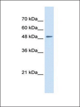 Anti-SLC43A2 antibody produced in rabbit affinity isolated antibody