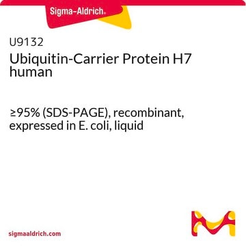 Ubiquitin-Carrier Protein H7 human &#8805;95% (SDS-PAGE), recombinant, expressed in E. coli, liquid