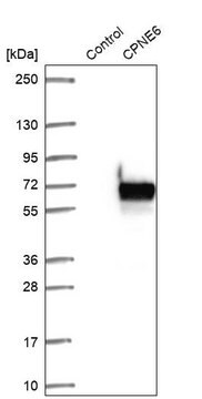 Anti-CPNE6 antibody produced in rabbit Prestige Antibodies&#174; Powered by Atlas Antibodies, affinity isolated antibody, buffered aqueous glycerol solution