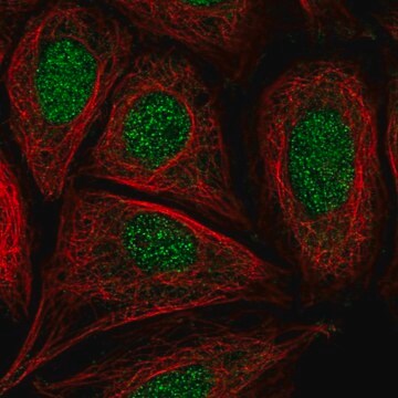 Anti-CCDC61 antibody produced in rabbit Prestige Antibodies&#174; Powered by Atlas Antibodies, affinity isolated antibody