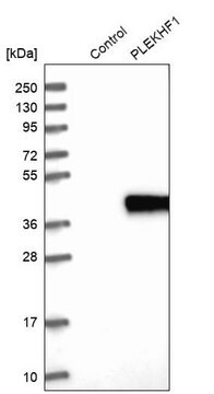 Anti-PLEKHF1 antibody produced in rabbit Prestige Antibodies&#174; Powered by Atlas Antibodies, affinity isolated antibody, buffered aqueous glycerol solution